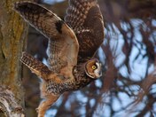 Long-eared owl