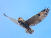 Long-eared owl