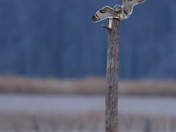 Short-eared eared owl