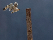 Short-eared eared owl