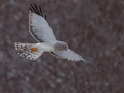 The grey ghost harrier 