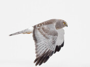The grey ghost harrier 