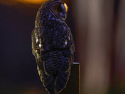 Long-eared owl 