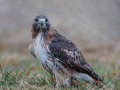 Adult one legged red-tailed hawk 