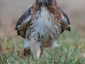 Adult one legged red-tailed hawk 