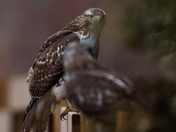 Juvenile Red-tailed hawk 
