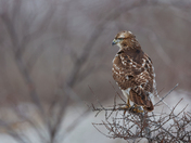 Juvenile Red-tailed hawk 