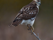 Juvenile Red-tailed hawk 