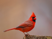 Northern cardinals 2024