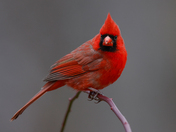 Northern cardinals 2024