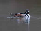 Hooded Merganser 