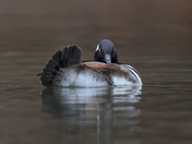 Hooded Merganser 
