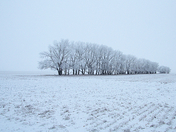 Frosty Treeline
