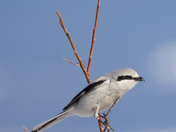 Shrike in Flight