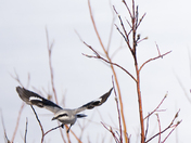 Shrike in Flight