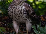 Backyard Hawk