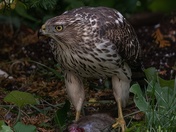 Backyard Hawk