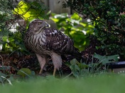 Backyard Hawk