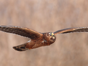 Female Northern harrier 