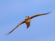 Female Northern harrier 