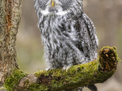 Young Female Great Gray