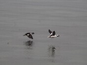 Flying Buffleheads