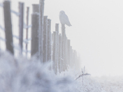 Ethereal Fog