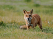 Fox Portrait