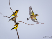 Evening Grosbeaks
