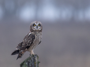 Rainy Day Short Eared Owl