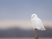 Enjoying the morning