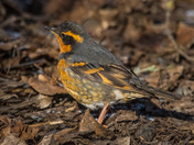 Varied Thrush