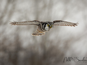 Northern Hawk-owl