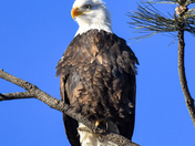 Chilly Bald Eagle