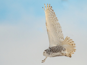 Snowy in Flight 
