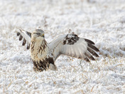 Rough-legged Hawk hunting in the snow