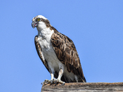 Patient Osprey