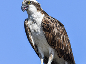 Close-up Osprey 
