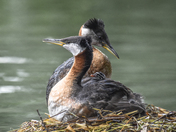Red-necked Grebe Trio