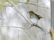 Hermit Thrush