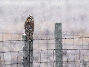 Short Eared Owl 