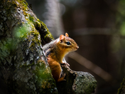 Pop Goes the... Chipmunk