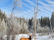 Elk
