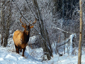Elk