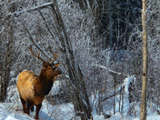 Elk