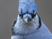 Its About the Details! Blues Again....