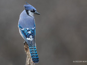 Pretty in Blue....