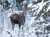 Cow Moose