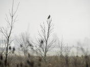 The watchful eyes 