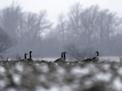 Everyone listens to the team leader ! 